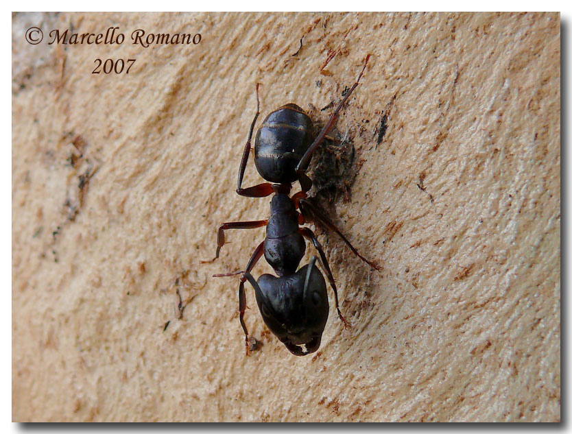 Camponotus sp. sotto corteccia d''Eucaliptus